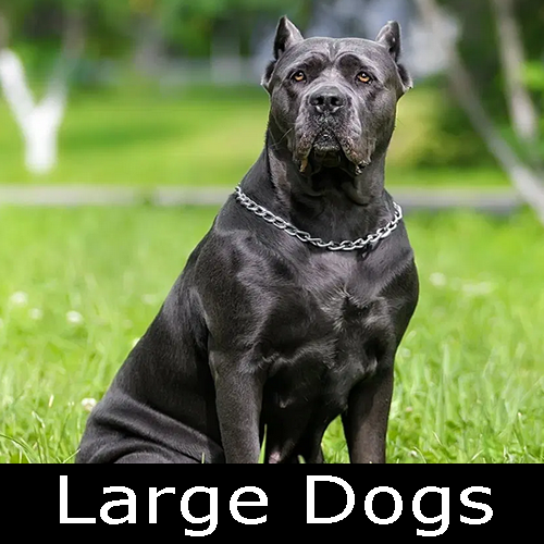 large dogs
