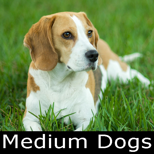 medium dogs