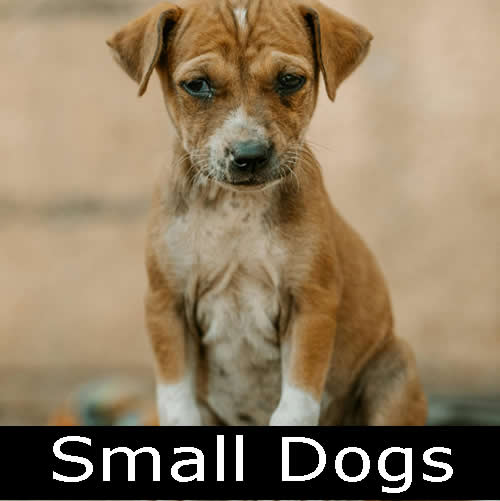 small dogs